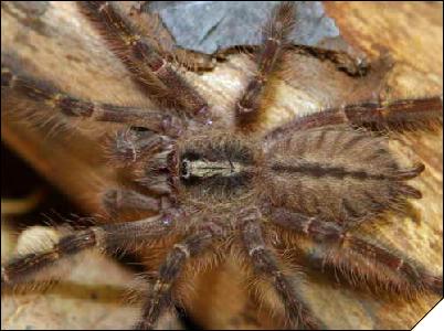 Poecilotheria rufilata  4- 