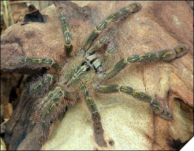 Poecilotheria rufilata  8 