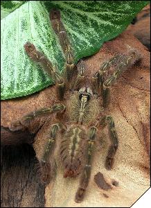 Poecilotheria rufilata  8 