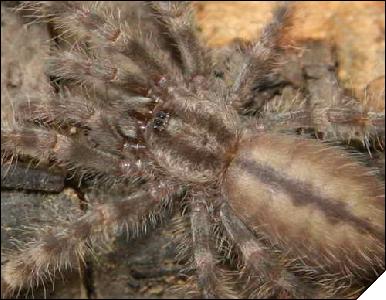 Poecilotheria formosa  3- 