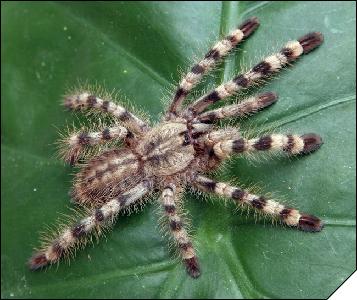 Poecilotheria formosa  6-  3.5