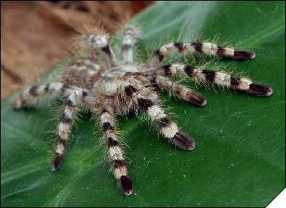 Poecilotheria formosa  6-  3.5