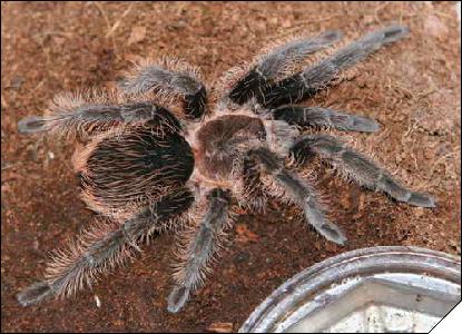 Brachypelma albopylosum  