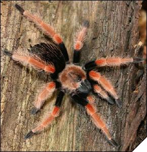 Brachypelma boehmei  8- 