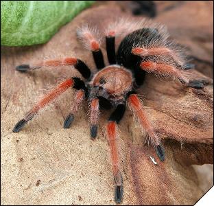 Brachypelma boehmei  