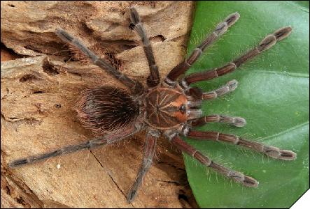 Pamphobeteus sp. Equador  4 