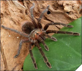 Pamphobeteus sp. Equador  4 