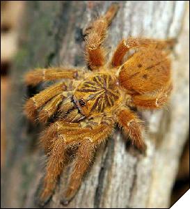 Pterinochilus murinus RCF  