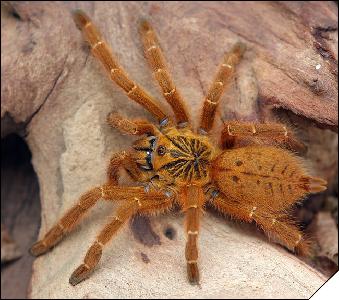 Pterinochilus murinus RCF  