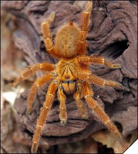 Pterinochilus murinus RCF  