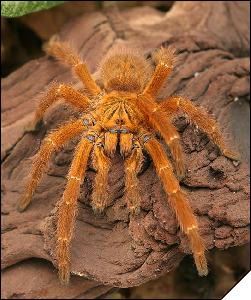 Pterinochilus murinus RCF  