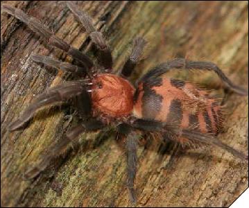 Ciclosternum fasciatum  5-6 