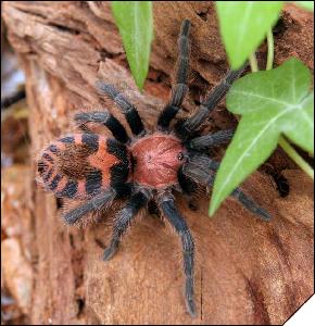 Ciclosternum fasciatum  