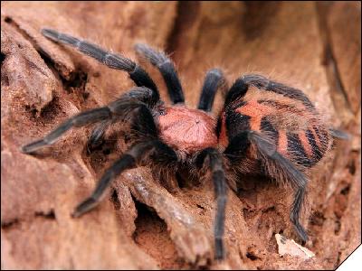 Ciclosternum fasciatum  