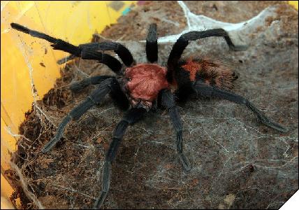 Ciclosternum fasciatum  