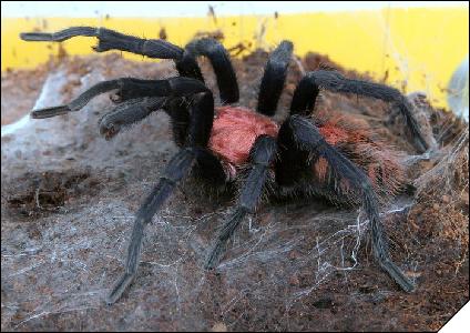 Ciclosternum fasciatum  