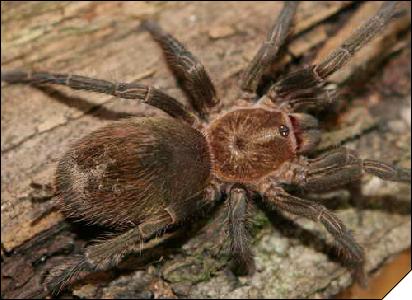 Trixopelma pruriens  