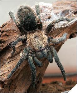 Trixopelma pruriens  