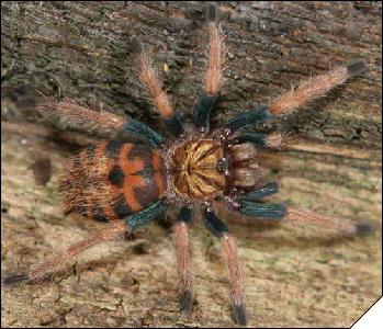 Chromatopelma cyaneopubescens  5- 