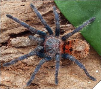 Chromatopelma cyaneopubescens  3.5 