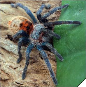 Chromatopelma cyaneopubescens  3.5 