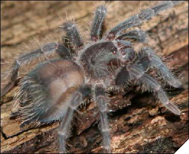 Phormictopus antilensis  4- 