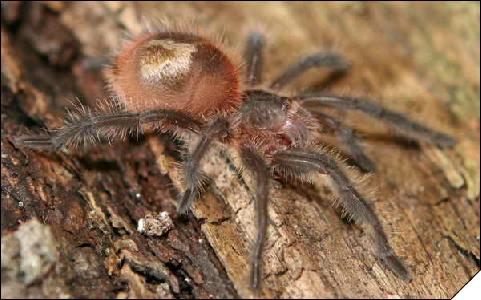 Grammostola actaeon  5- 