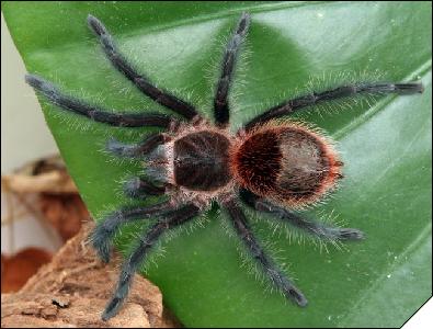 Grammostola actaeon  3.5 