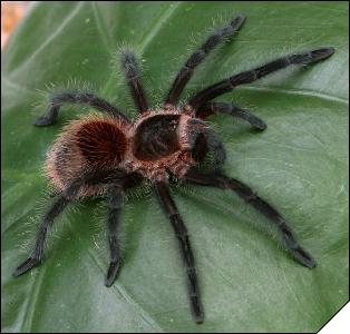 Grammostola actaeon  3.5 