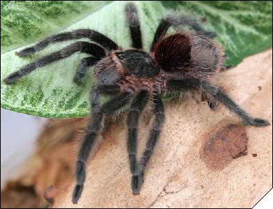 Grammostola actaeon  4.5 