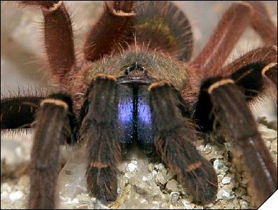 Ephebopus cyanognatus  8 