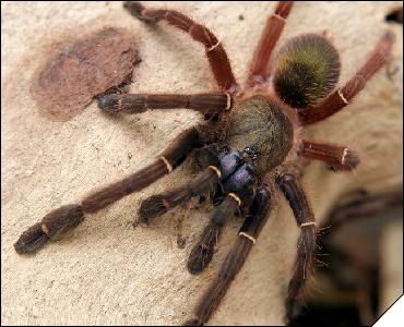 Ephebopus cyanognatus  8 