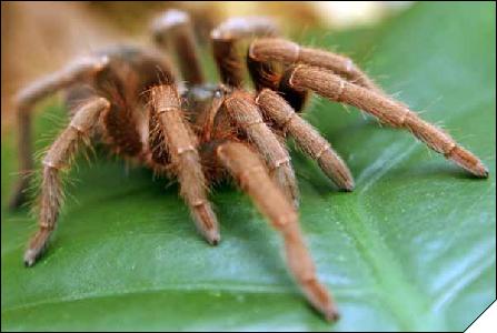 Acantoscurria musculosa  5 