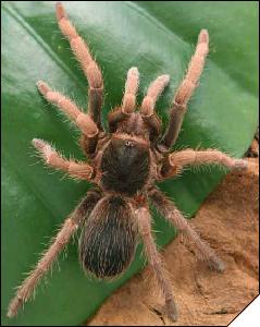 Acantoscurria musculosa  5 