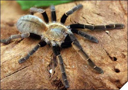 Haplopelma aureopilosum  5 