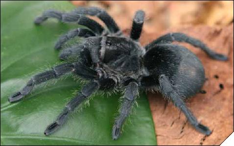 Grammostola pulchra  6 