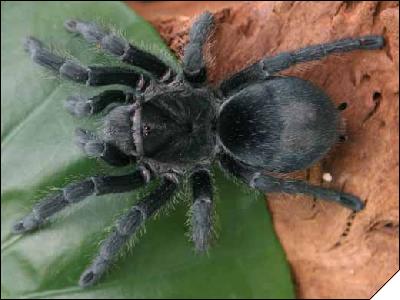 Grammostola pulchra  6 