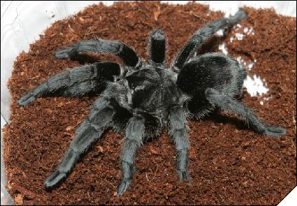 Grammostola pulchra  6