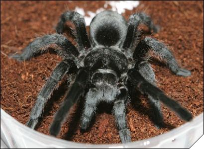 Grammostola pulchra  6