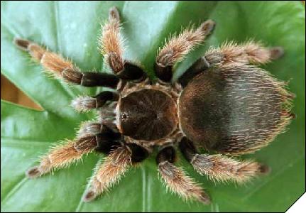 Brachypelma klaassi  6 