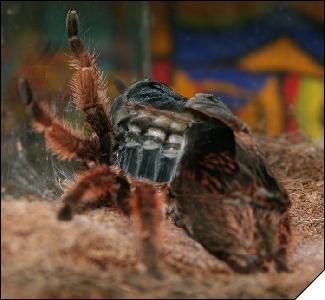 Brachypelma klaassi 