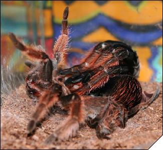 Brachypelma klaassi 