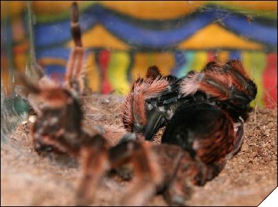 Brachypelma klaassi 