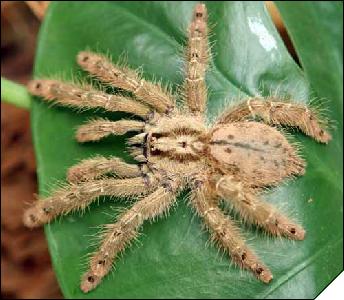 Stromatopelma calceatum  5 