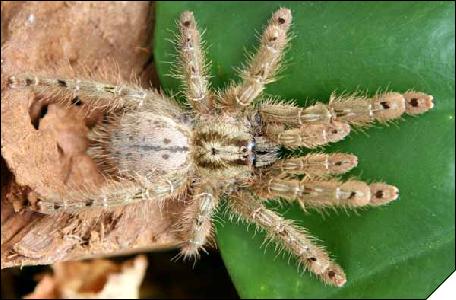 Stromatopelma calceatum  5 