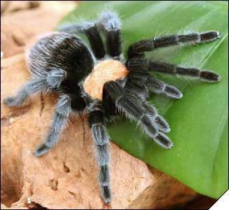 Brachypelma ruhnaui  