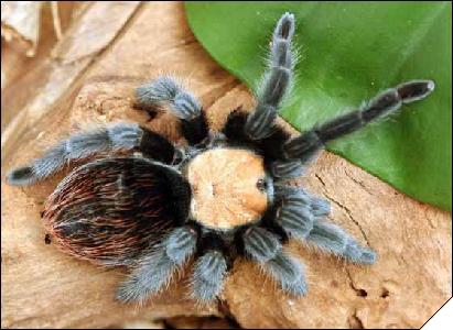 Brachypelma ruhnaui  