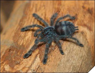 Avicularia versicolor 5 