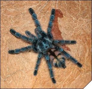 Avicularia versicolor 6- 