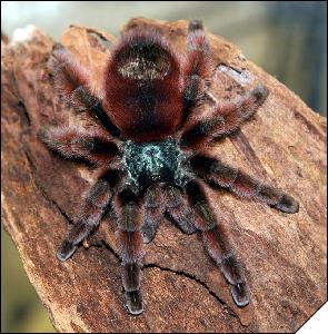 Avicularia versicolor  